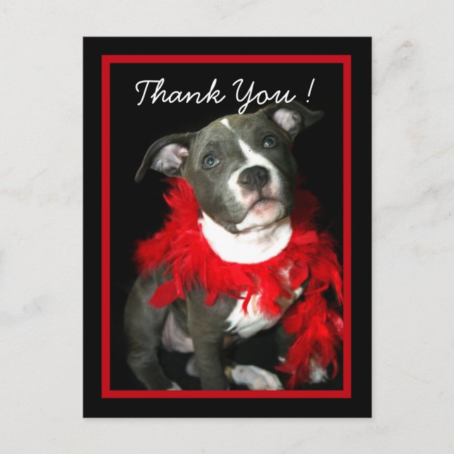 Thank You Blue Pitbull Puppy postcard (Front)