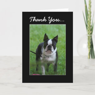 Thank You Boston Terrier greeting card