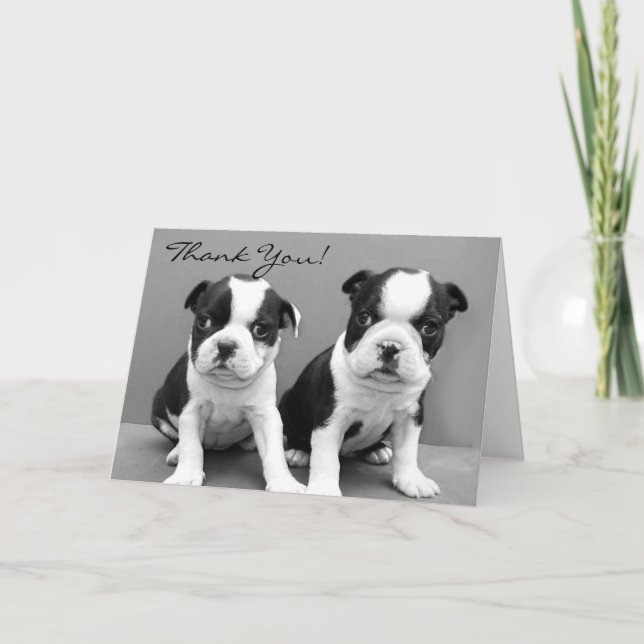 Thank You Boston terrier puppies greeting card (Front)