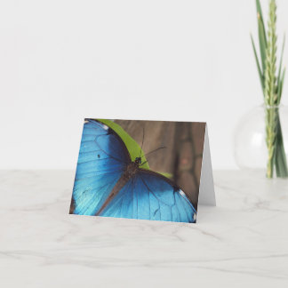 Thank you Card, Blue Morpho Card