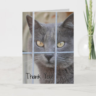 Thank You! Cat You Card