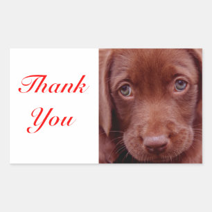 Thank You Chocolate Labrador Retriever Sticker