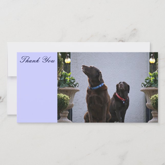 Thank You, Chocolate Labs Thank You Card (Front)