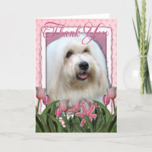 Thank You - Coton of Tulear