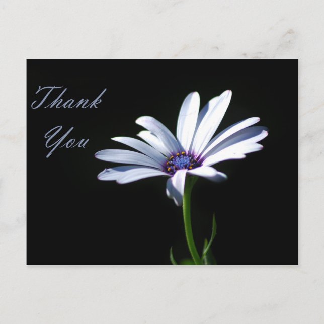 Thank You - Daisy Postcard (Front)