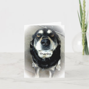 Thank You Dog Card