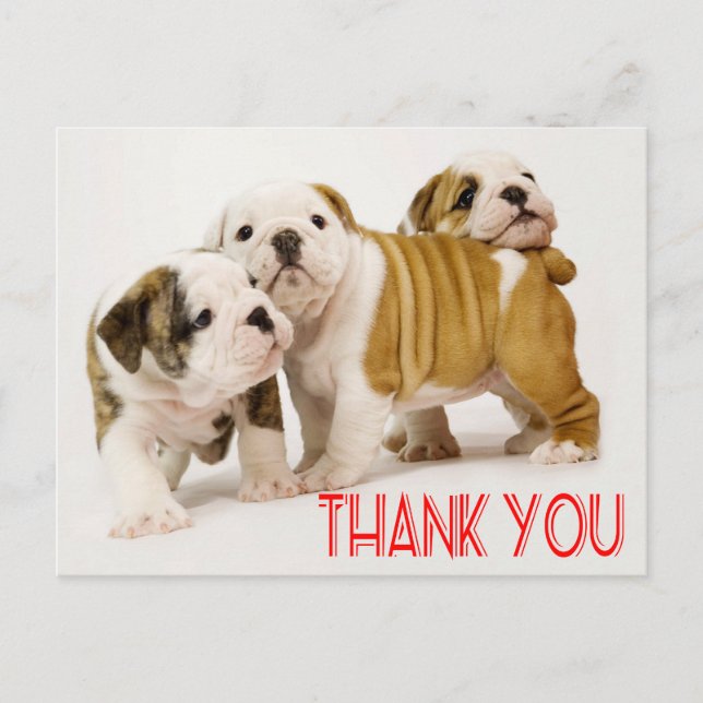 Thank You English Bulldog Puppy Dogs Postcard (Front)