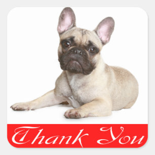 Thank You French Bulldog Puppy Dog  Sticker