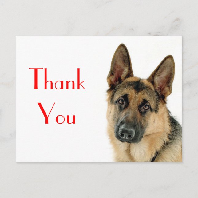 Thank You German Shepherd Puppy Dog Post Card (Front)