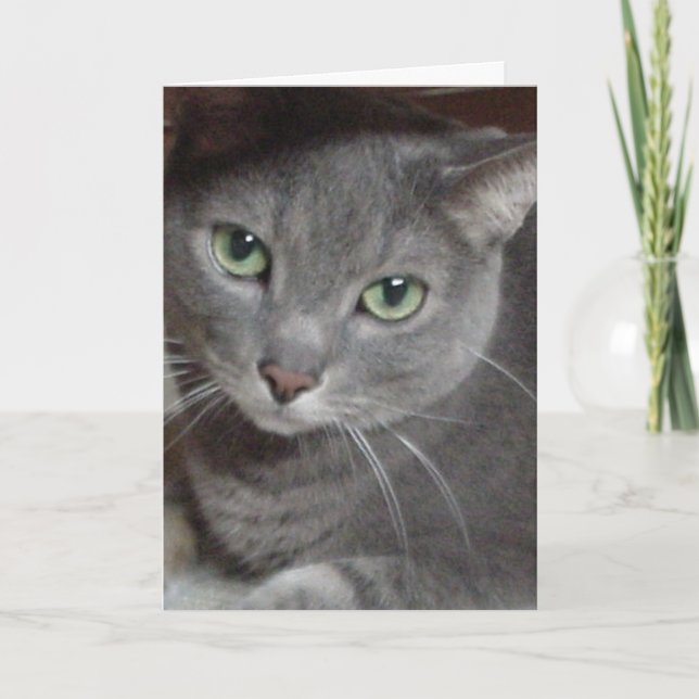Thank You/Grey Cat Thank You Card (Front)