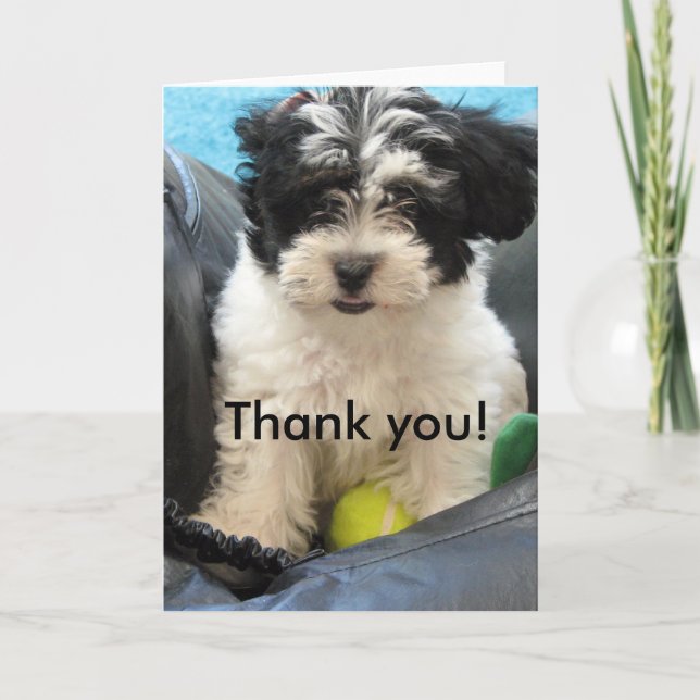 Thank you! Havanese Puppy You Card (Front)