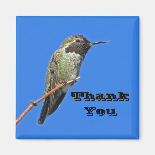 Thank You Hummingbird Photo Nature Appreciation Magnet