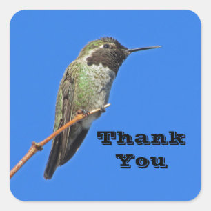 Thank You Hummingbird Photo Nature Appreciation Square Sticker