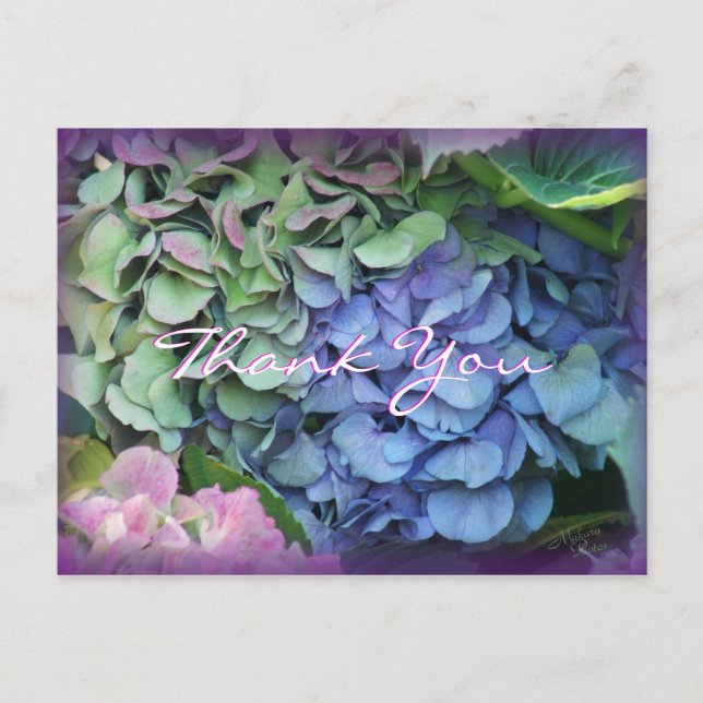 Thank You Hydrangea 4577- customize any occasion Postcard (Front)