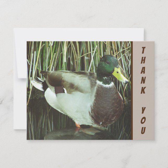 Thank You Mallard Duck Wild Bird Appreciation Card (Front)