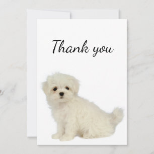 Thank You Maltese Dog Pet Animal  Card