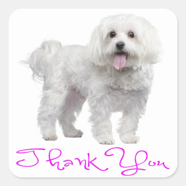 Thank You Maltese Puppy Dog Sticker (Front)