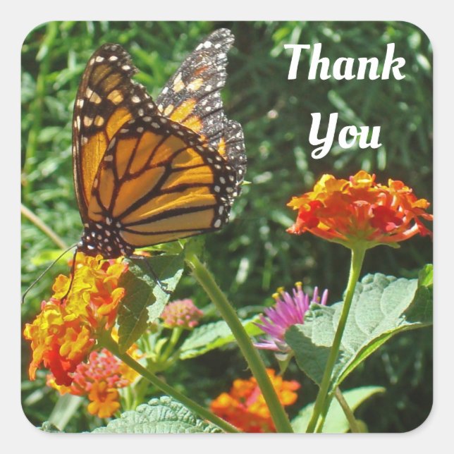 Thank You  Monarch Butterfly Photo Appreciation Square Sticker (Front)