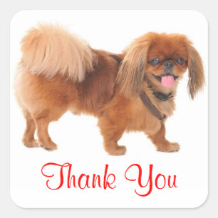 Thank You Pekingese Puppy Dog Greeting Sticker