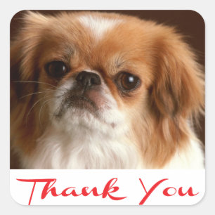 Thank You Pekingese Puppy Dog Greeting Stickers