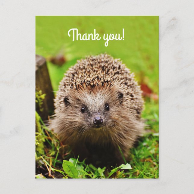 "Thank you! Personalized, Little Hedgehog Postcard (Front)