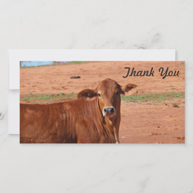 Thank You photo card - Cattle (Front)