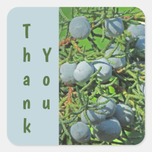 Thank You Pine Tree Berry Blue Green Appreciation Square Sticker