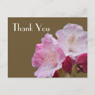 Thank you, pink azalea flowers，  杜 鹃 花 postcard
