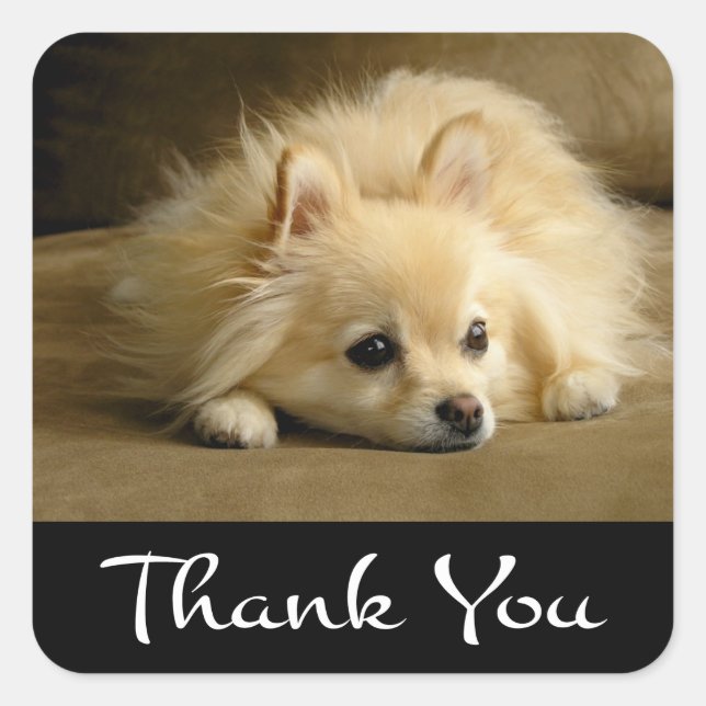 Thank You Pomeranian Puppy Dog Stickers / Labels (Front)