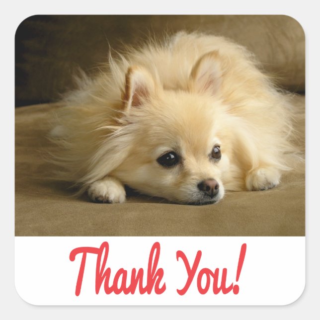 Thank You Pomeranian Puppy Dog Stickers / Labels (Front)