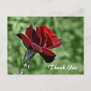 Thank You Postcard