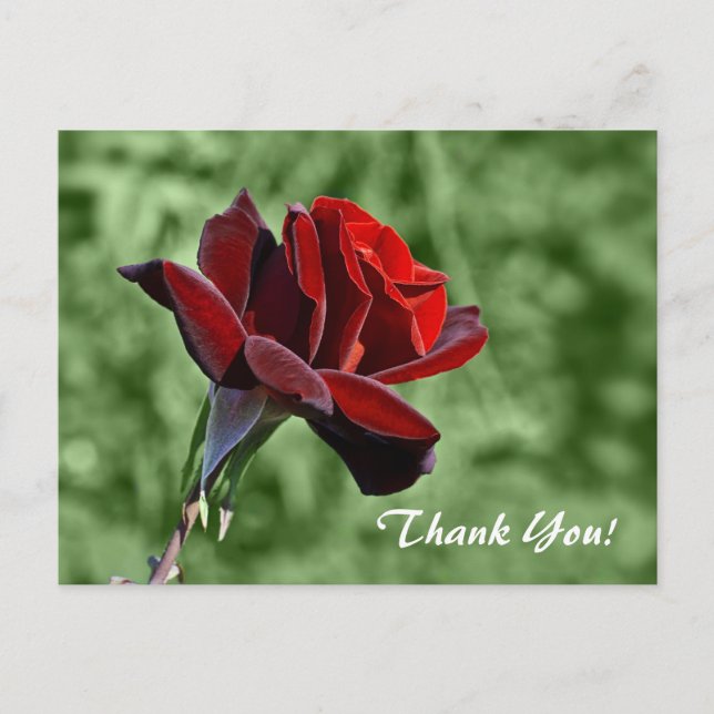 Thank You Postcard (Front)