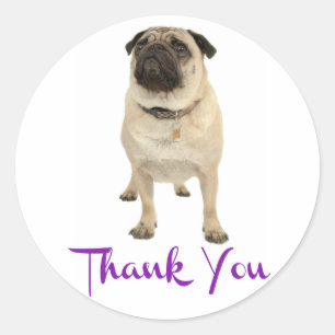 Thank You Pug Puppy Dog Greeting Sticker / Label