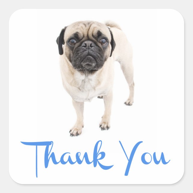 Thank You Pug Puppy Dog Greeting Sticker / Label (Front)