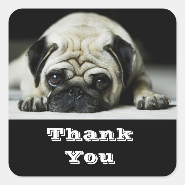 Thank You Pug Puppy  Dog Greetings Sticker (Front)