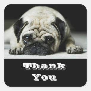 Thank You Pug Puppy  Dog Greetings Sticker