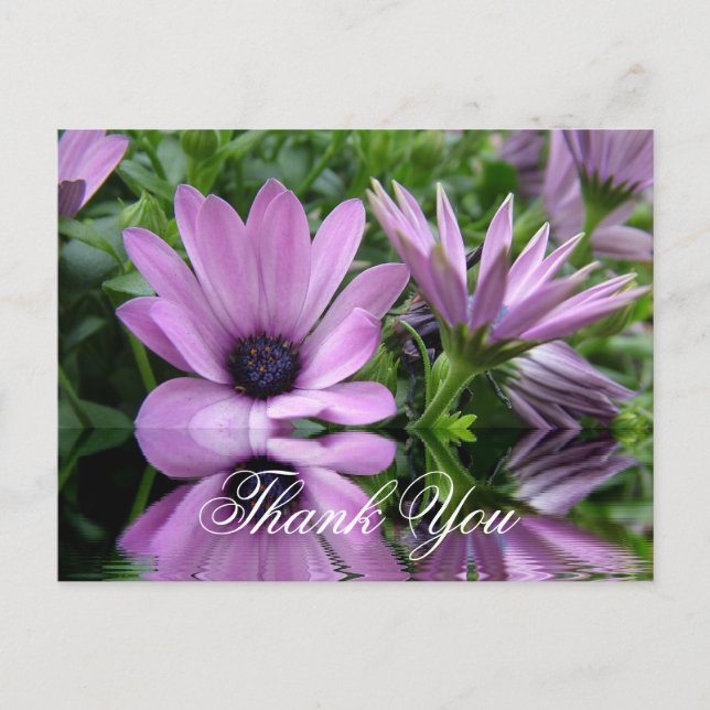 thank  you purple daisy flowers postcard (Front)
