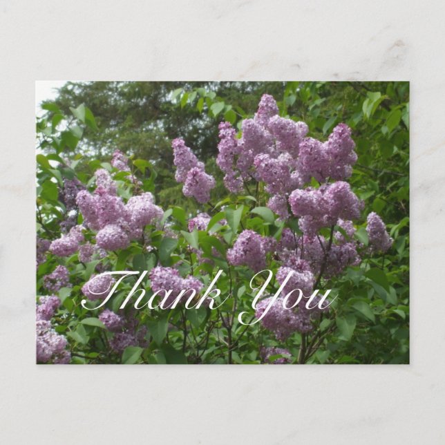 Thank You-Purple Lilac Bush Postcard (Front)