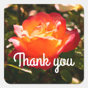 Thank You Rainbow Sorbet Rose #5 Stickers