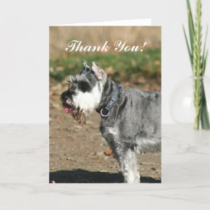 Thank You Schnauzer dog greeting card