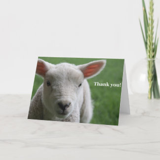 Thank you! thank you card