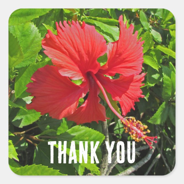 Thank You Tropical Flower Pink Floral Appreciation Square Sticker (Front)