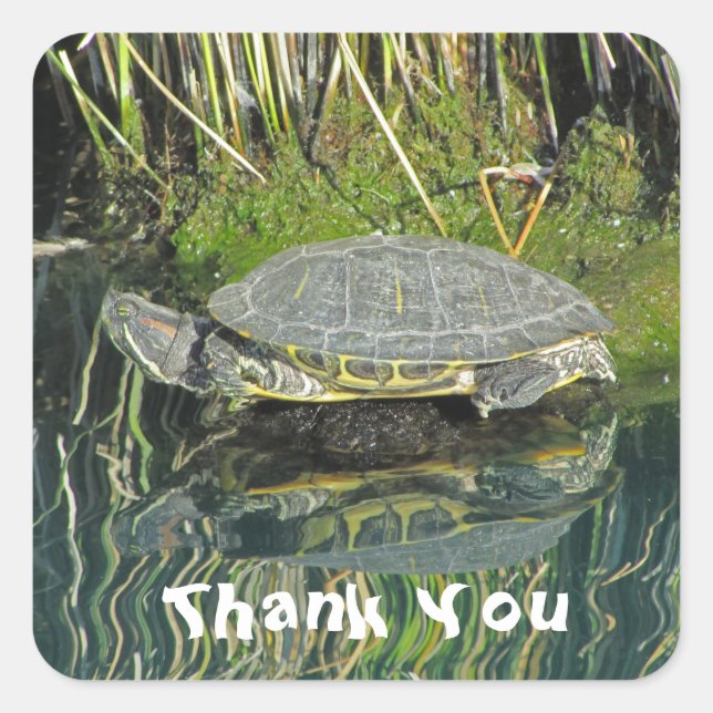 Thank You Turtle Water Reflection Photo Reptile Square Sticker (Front)