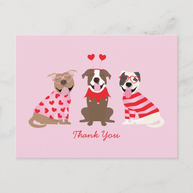Thank You Valentines Day American Pit Bull Terrier Postcard (Front)
