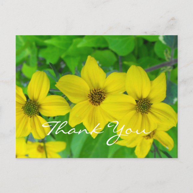 thank you volunteer pretty yellow flowers postcard (Front)