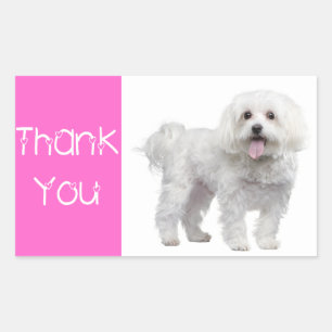 Thank You White Maltese Puppy Dog  Sticker / Label