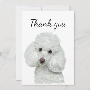 Thank You White Poodle Dog Pet Animal