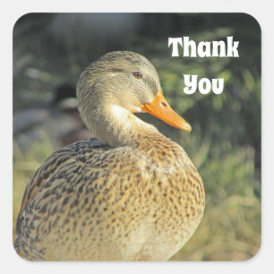 Thank You Wild Duck Lake Bird Appreciation Square Sticker