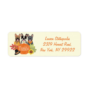 Thankful French Bulldogs Thanksgiving