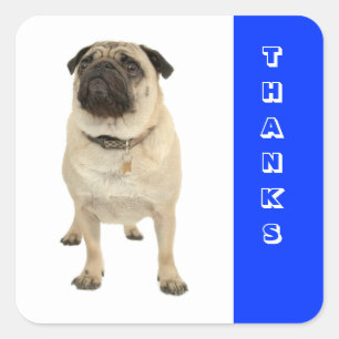 Thanks Greeting Pug Puppy Dog Stickers